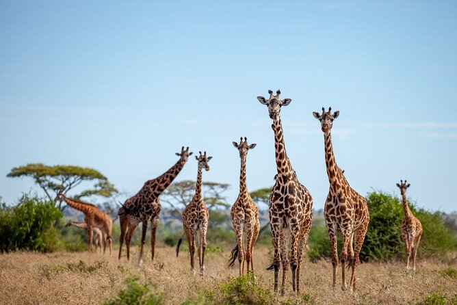 6 Days 5 Night Safari - What To Expect During Safari