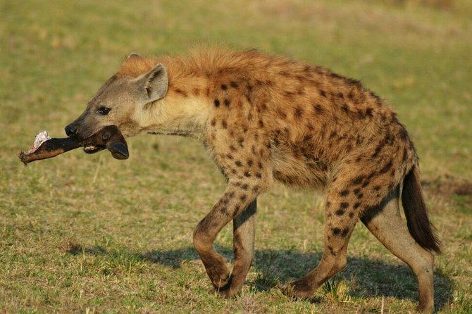 6 Days Amboseli, Lake Nakuru and Masai Mara - Lodge Accommodation Details