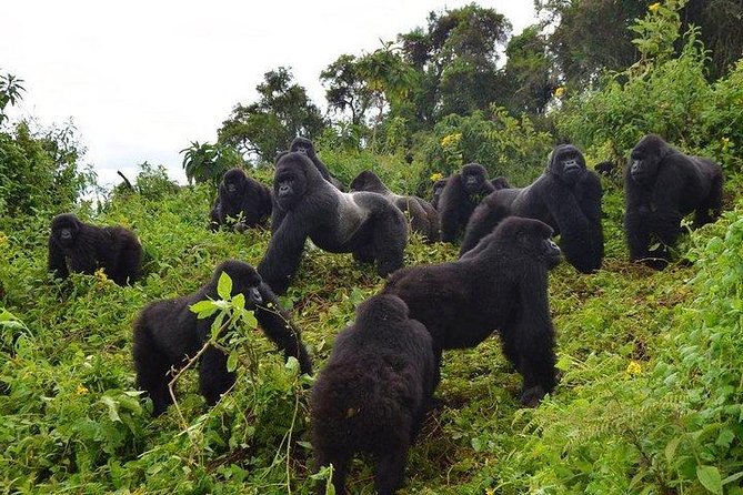 6 Days Gorilla & Chimpanzee Safari in Uganda - Chimpanzee Habituation Experience