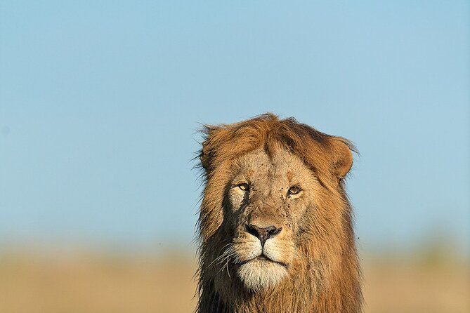 6 Days Kenya Adventure Wildlife Safari - Pricing and Reservations