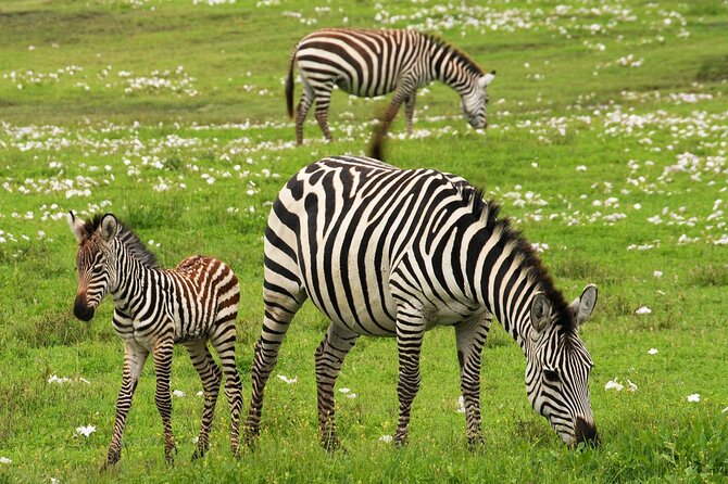 6 Days Kenya Tanzania Combined Safari - 4 Star Lodges - Safari Itinerary