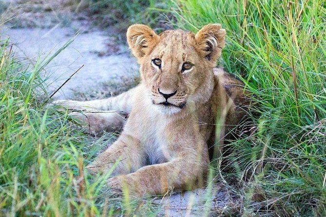 6 Days Luxury Safari Tarangire, Ngorongoro, Serengeti and Manyara - Accessibility and Special Needs