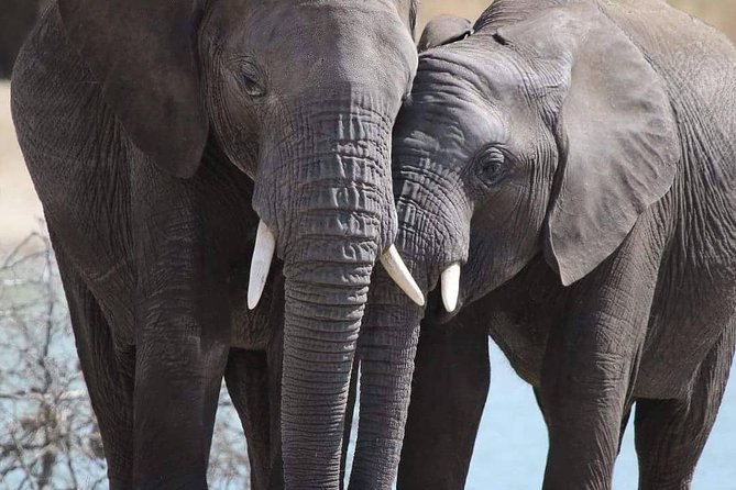 6 Days Mara River Crossing - The Great Migration - Booking Information