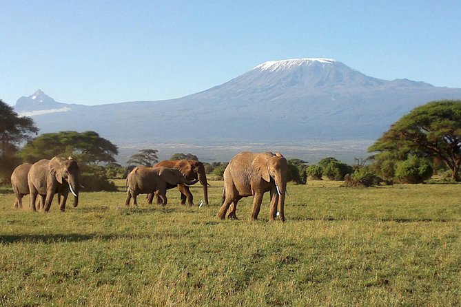 6 Days Masai Mara-Lake Nakuru & Amboseli Budget Safari - Safari Itinerary Overview