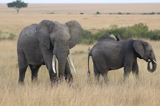 6 Days Safari : Manyara, Ngorongoro, Serengeti & Tarangire National Park - Discovering Tarangire National Park