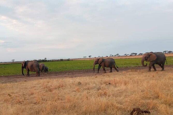 6 Days Serengeti Budget Safaris - Safari Highlights