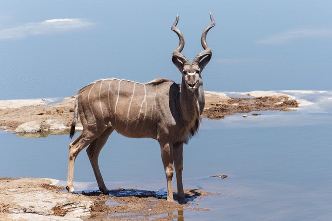 6 Days Sossusvlei, Swakopmund and Etosha National Park Lodging - Activities and Excursions Included