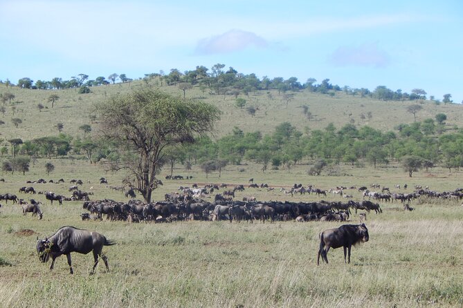 6 Days Tanzania Northern Circuit Experience - Transportation and Logistics