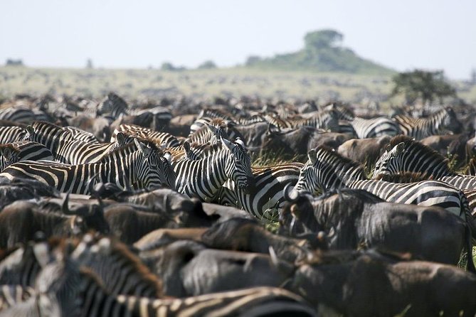 6 Days Tarangire, Lake Manyara, Serengeti & Ngorongoro Crater - Group Join Tour - Inclusions and Exclusions