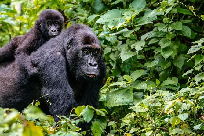 6 Days Uganda Gorilla, Chimps Trekking and Wildlife Safari - Meals Included