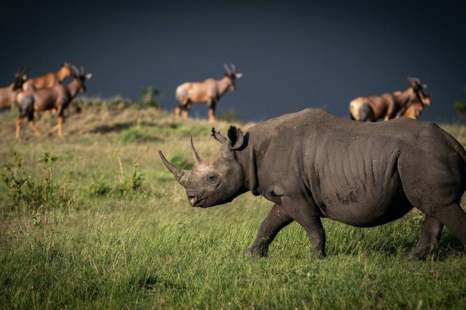 6 Hour Private Tour Nairobi National Park Or Evening Game Drive - Frequently Asked Questions