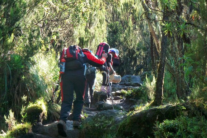 7 Day Kilimanjaro Machame Climb - What to Expect During the Climb