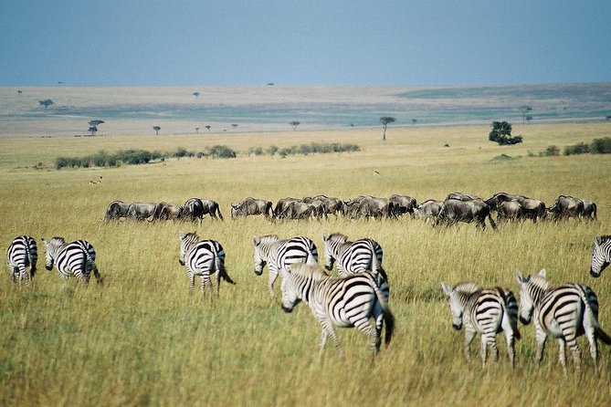 7-Day Maasai Mara, Lake Nakuru, Lake Naivasha and Amboseli Safari From Nairobi - Important Information