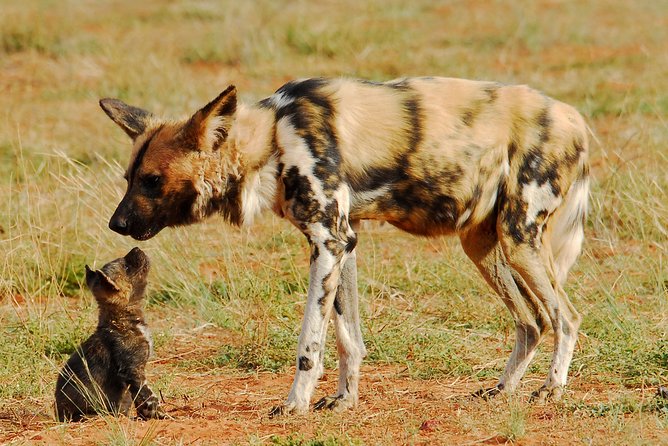7-Day Private Migration Safari in Tanzania - Additional Information