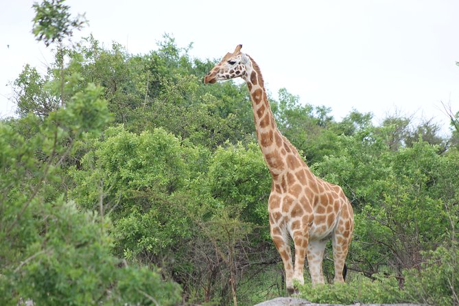 7-Day Wildlife Adventure Safari - Cultural Experiences