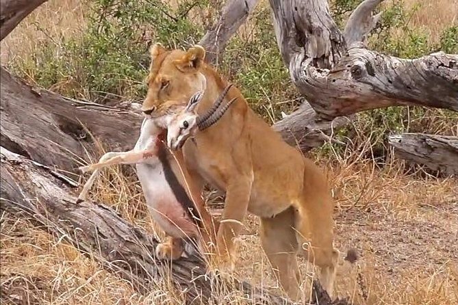 7-Days and 6 Night Manyara, Tarangire, Serengeti & Ngorongoro - Day 6: Ngorongoro Crater