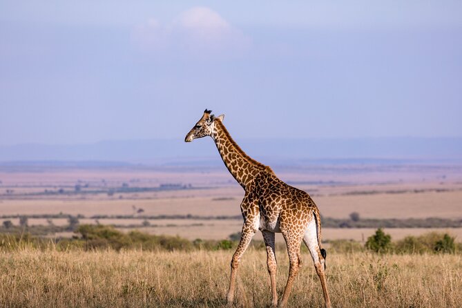 7 Days Best of Kenya Wildlife Safari - Samburu National Reserve Adventure
