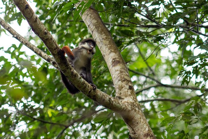 7 Days Gorilla and Chimpanzee Safari in Uganda - Itinerary Overview