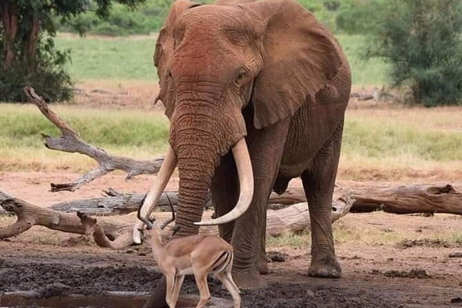 7 Days Honeymoon Safari Tanzania