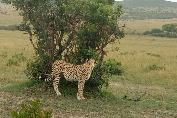 7 Days in Masai Mara- Lake Nakuru- Lake Naivasha- Amboseli National Park - Booking Information