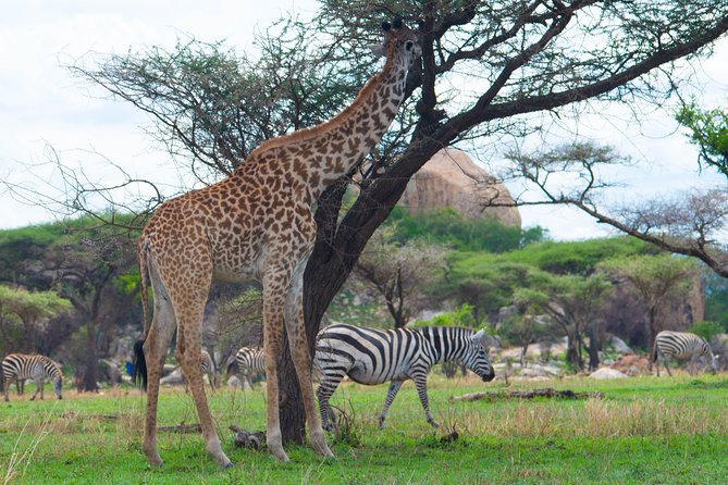 7 Days Lodge Safari. - Private 4x4 Vehicle and Guide