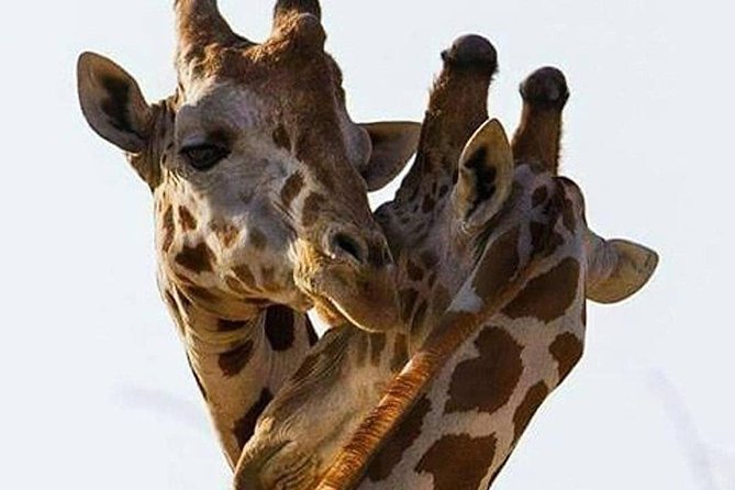 7 Days Migration Safaris -Lodge - Pickup Points