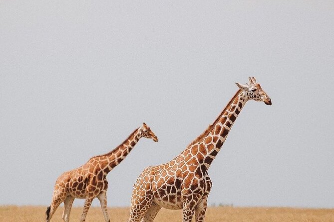 7 Days Private Safari in Tanzania