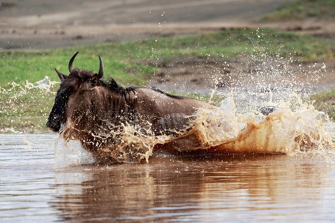 7 Days Tanzania Luxury Safari Experience & Coffee Walking Tour - Accommodation and Meals