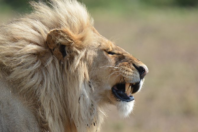 7 Days Tanzania Private Safari - Cultural Experiences