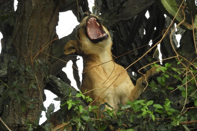 7 Nights of Rwanda & Tanzania; Mountain Gorillas & Wildebeest Migration - Wildlife Encounters