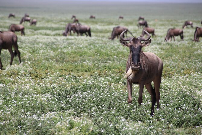 8-Day Private Guided Tanzania Safari With Pick up - Pricing