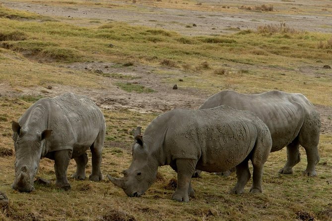 8 Days Amboseli Lake Nakuru Masai Mara Lake Naivasha Safari - Booking Information and Pricing