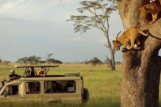 8 Days Exploring Tanzania Northern Circuit National Parks - Day 6: Serengeti National Park (Continued)