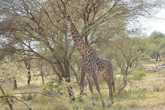 8 Days Private Safari to Southern Circuit Parks of Tanzania - Wildlife Encounters