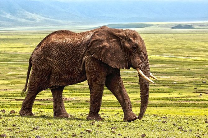 8 Days Tarangire, Serengeti, Ngorongoro & Manyara Budget Lodge Safari Tour - Participant Guidelines