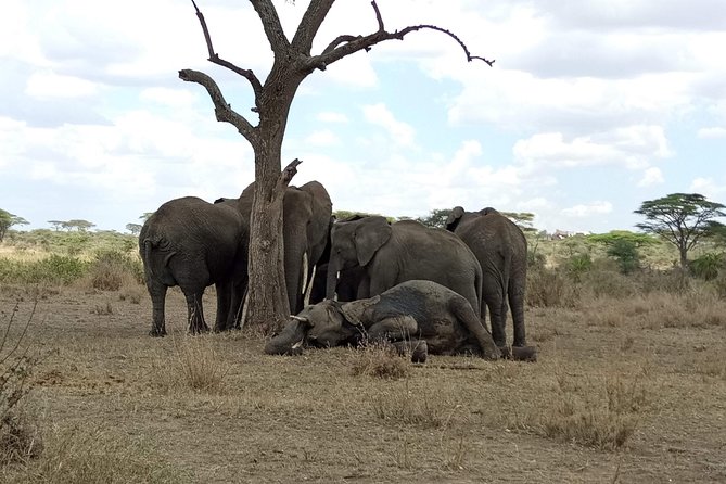 8 Days Tarangire, Serengeti, Ngorongoro & Manyara Mid-range Camping Safari Tour - Meeting Points and Logistics