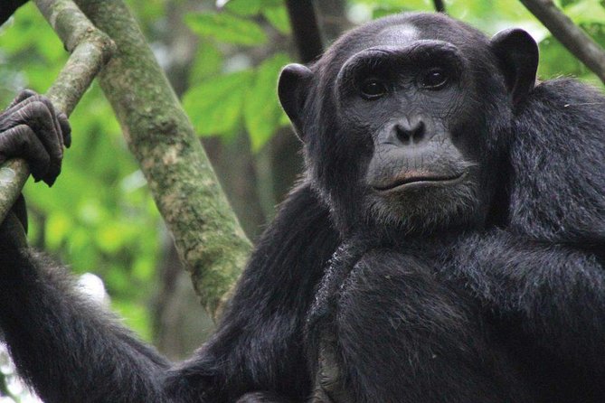 8 Days Uganda Primate & Wildlife Safari Tour - Wildlife Encounters
