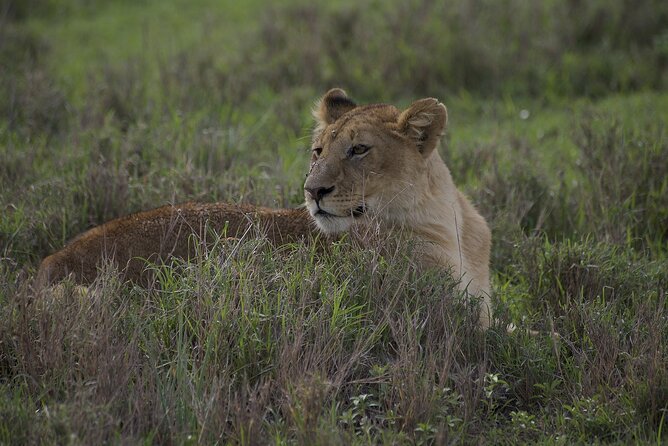 9-Day Enchanting Tanzania Safari -High End All Inclusive - Dining and Cuisine