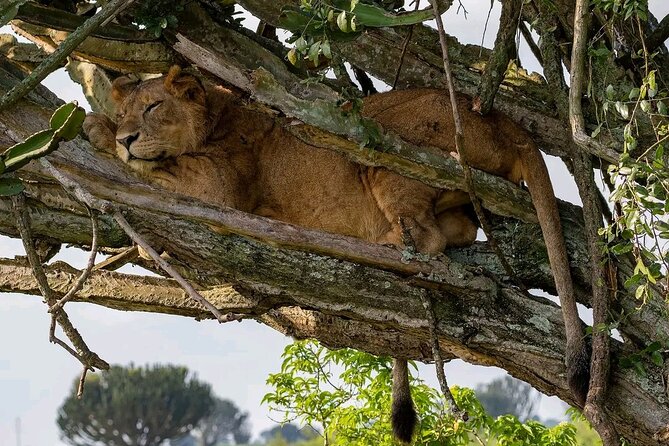 9-Day Private Uganda Wildlife Safari - Booking Information