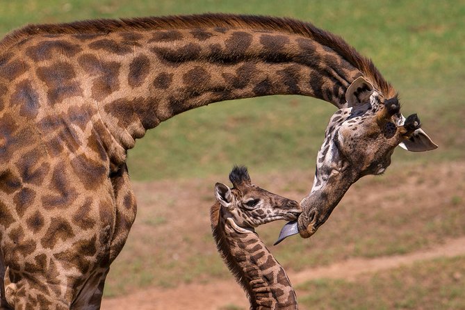 9-Days Best Kenya Wildlife Private Family Safari From Nairobi - Cultural Interactions