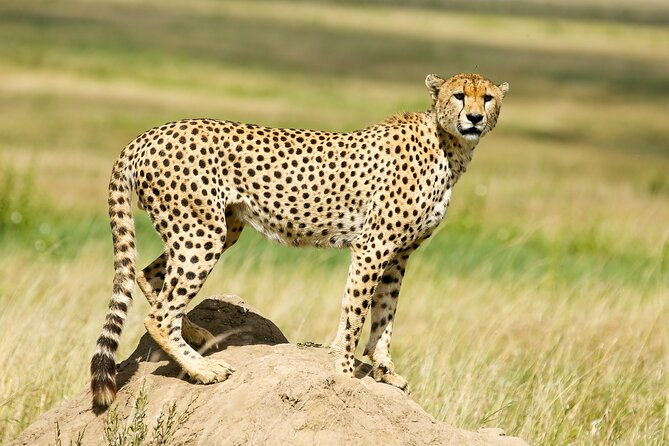 9 Days Great Migration Safaris With Kojuu Safaris Africa-Luxury. - Cultural Experience: Masai Village Visit