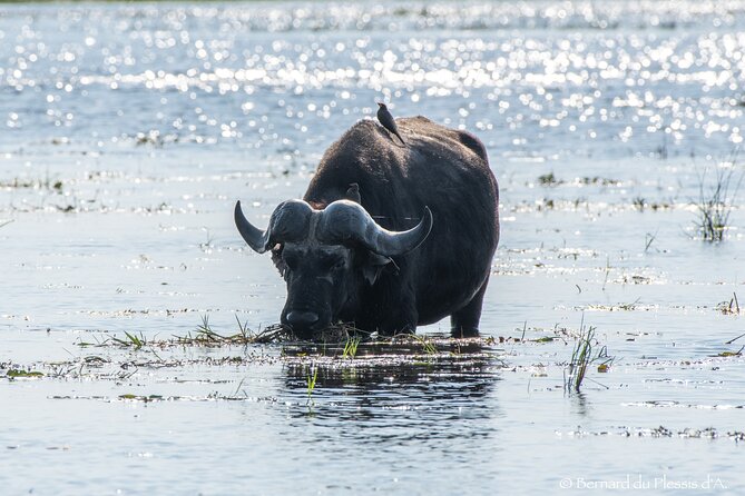 A Chobe Full Day Tour - Botwana - Cancellation Policy