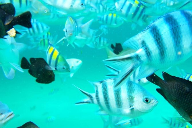 A Half Day Private Dolphins And Snorkeling Tour To Mnemba Island - Pickup and Timing