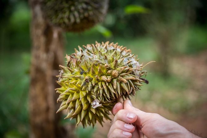 A Half Day Private Tour To Spice Farm - Meeting and Pickup Details