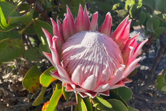 Adventurous Summit Hike Tour on Table Mountain in Cape Town - Pricing and Cancellation