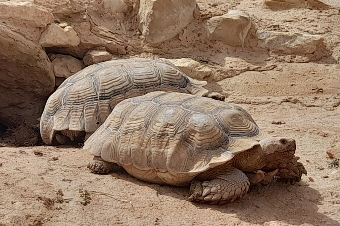 Agadir Crocoparc Tour With Local Guide - Inclusions and Pricing