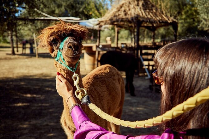 Alpaca Trek - Alpaca Trek Overview