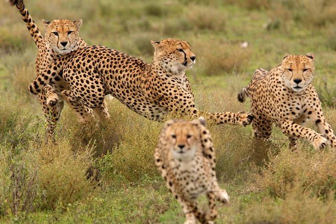 Amazing 4 Days Safari 3 Nights: Tarangire, Ngorongoro, Serengeti - Serengeti National Park Highlights