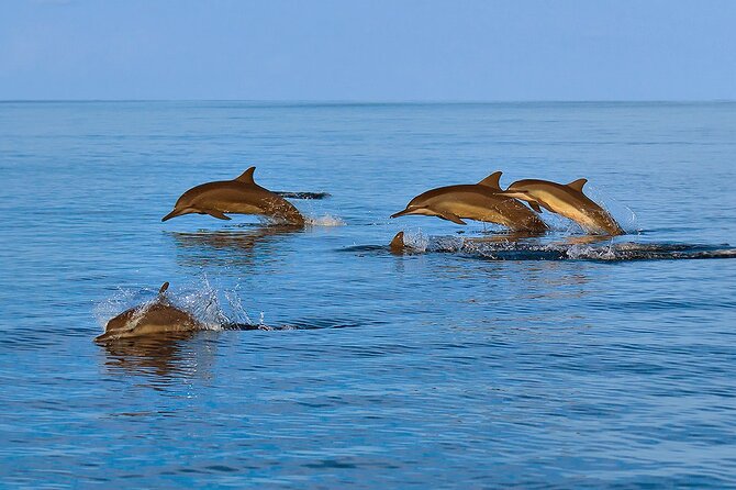 Amazing Dolphin Watching Tour In Muscat - Directions