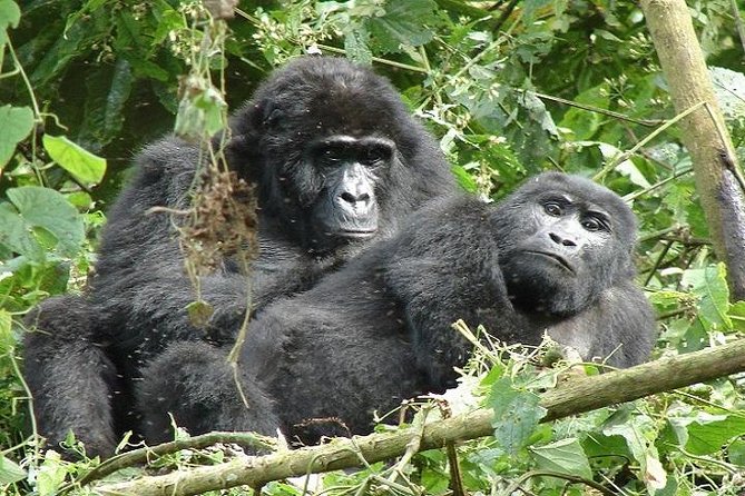 Amazing Gorillas in the Mist - Pricing and Cancellation Policy